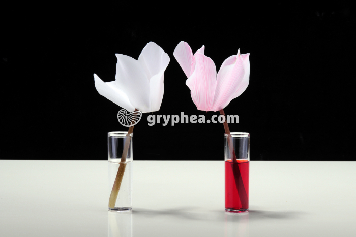 Expérience - circulation de la sève - colorant Eosine - gryphea.com